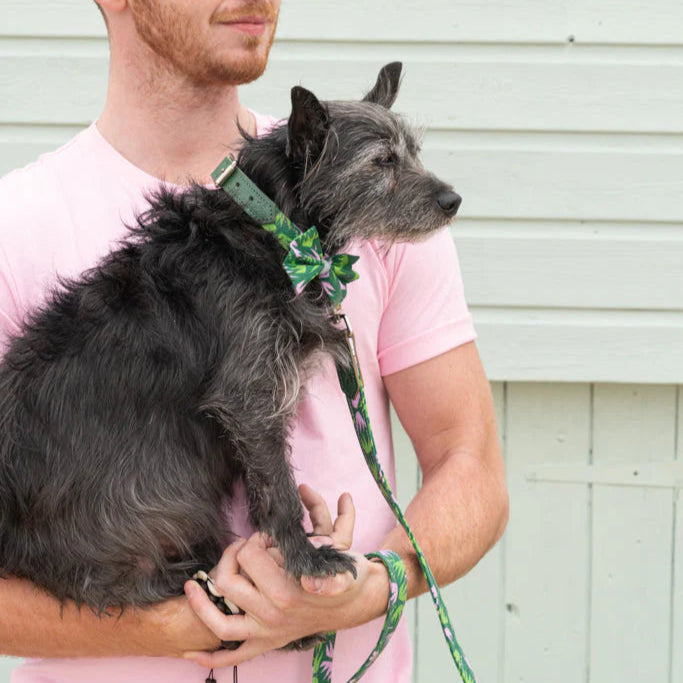 Man holding a dog with a green leather dog collar and fabric lead