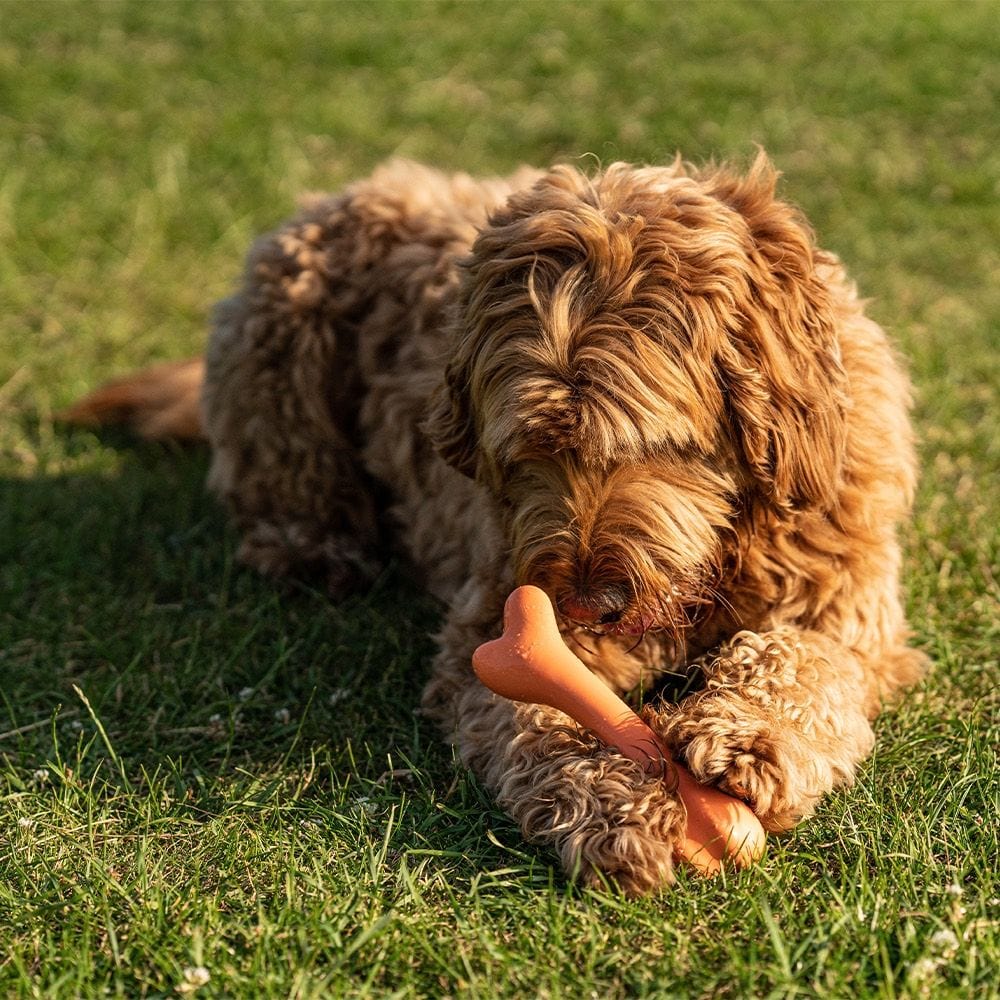 Natural Rubber Bone, Durable, Bouncy & Fun Chew Toy for Dogs
