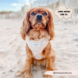 Cocopup Luxe Adjustable Dog Harness – Seashell Design The Stately Hound