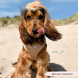 Cocopup Luxe Adjustable Dog Harness – Seashell Design The Stately Hound