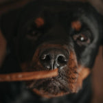 JR Pet Pure Chicken Sticks – 100% Natural, Grain-Free Dog Treats The Stately Hound