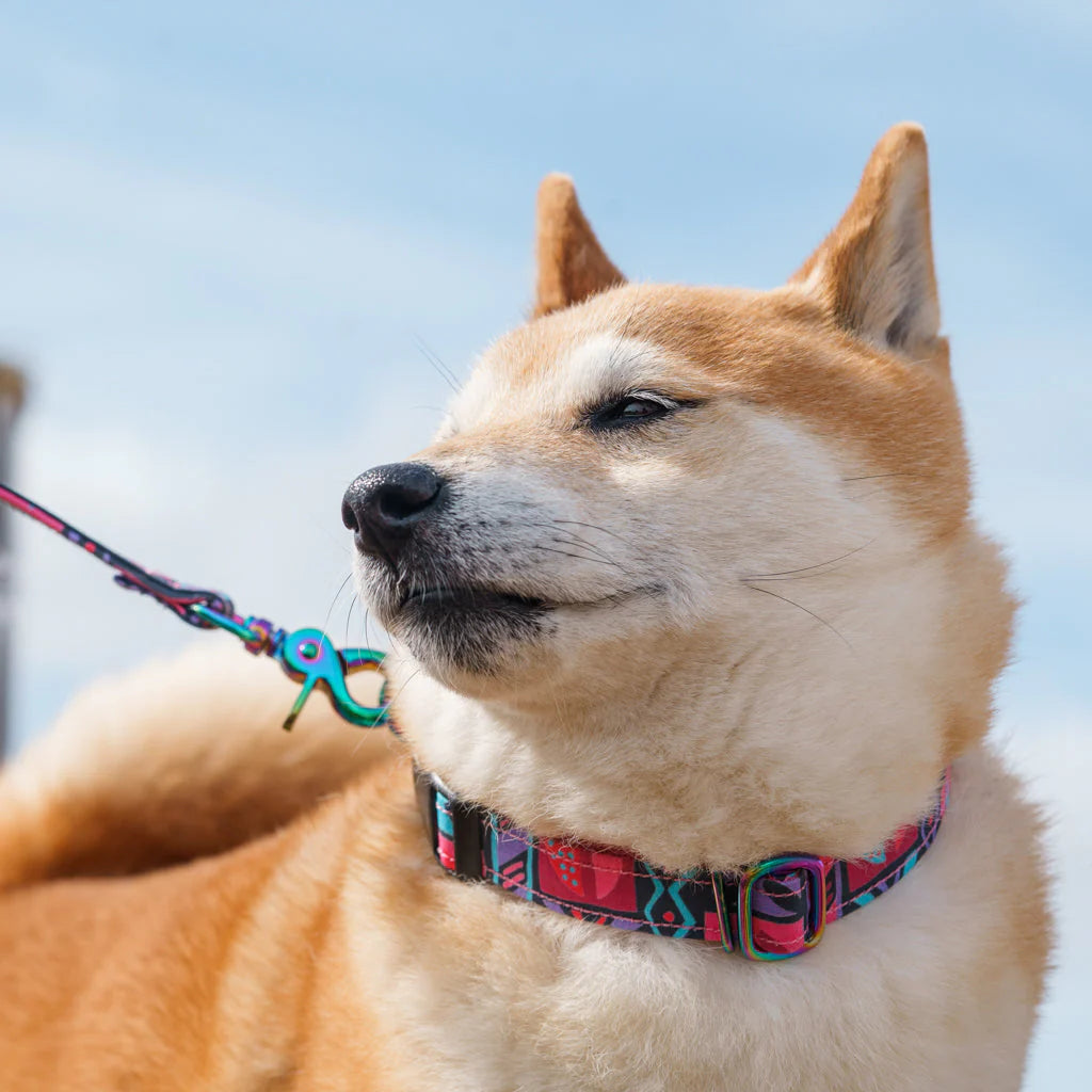 Dog wearing Hiro + Wolf Mud Cloth quick-release dog collar on a walk