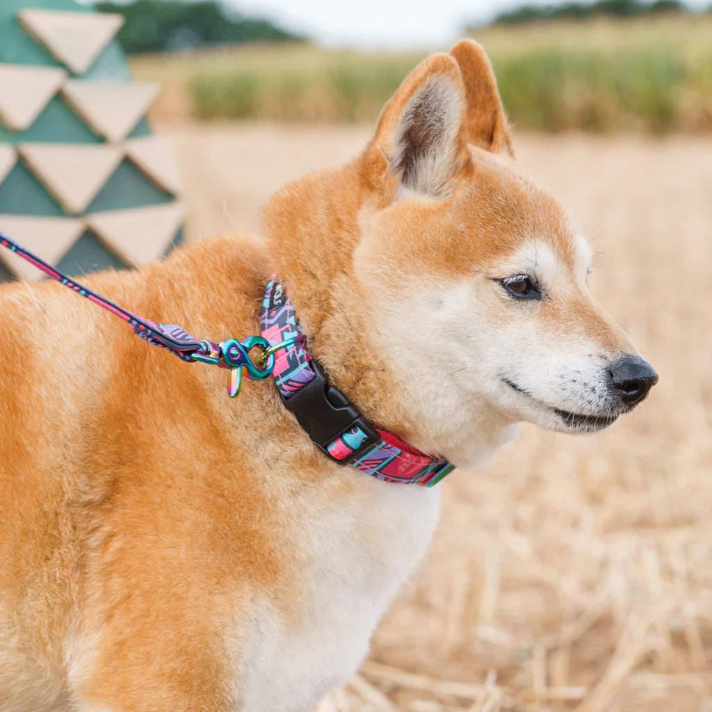Dog wearing Hiro + Wolf Mud Cloth quick-release dog collar on a walk