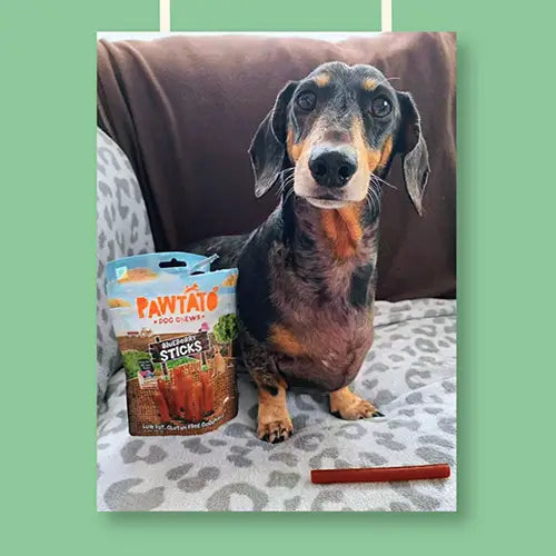 Natural Vegan Dog Treats - Benevo Pawtato Blueberry Sticks The Stately Hound