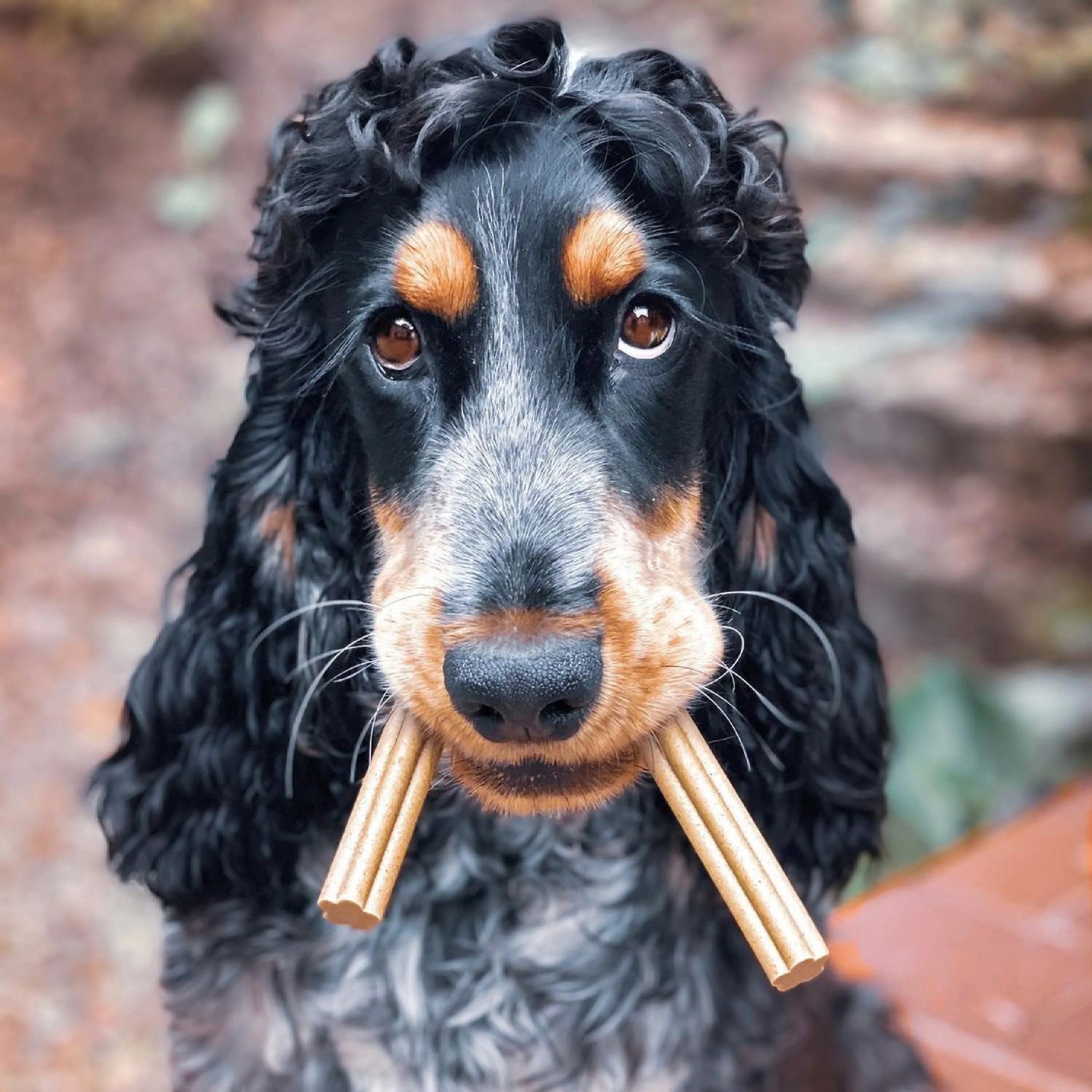 Soopa Kale & Apple Dental Sticks - Natural Dog Treats The Stately Hound