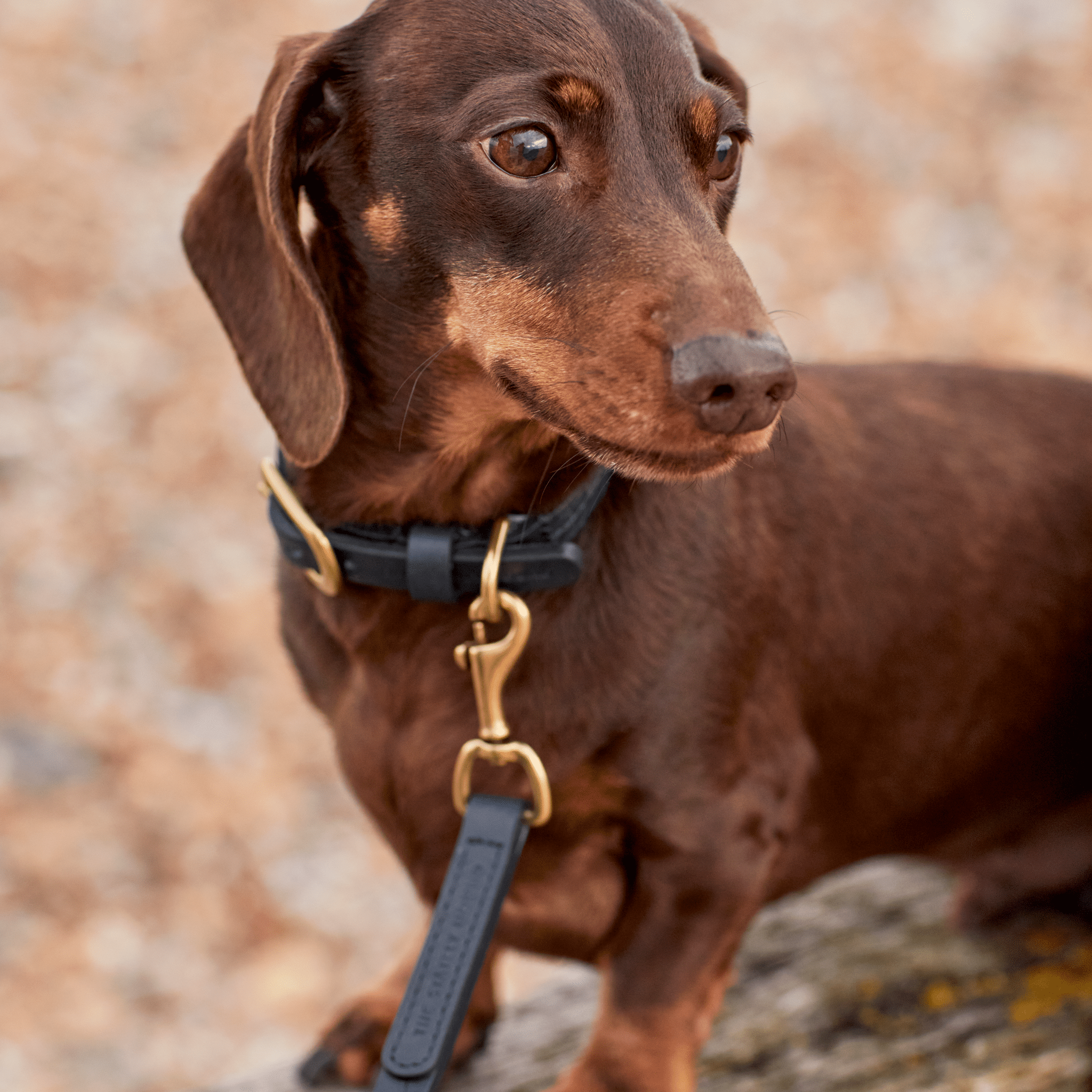 Luxury Black Leather Dog Lead & Stitch Detailing, Handmade in the UK The Stately Hound