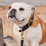Luxury Dark Blue Leather Dog Collar with Center Ring, Handmade in the UK The Stately Hound