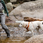Ruffwear Front Range Harness – Adventure-Ready in Campfire Orange The Stately Hound