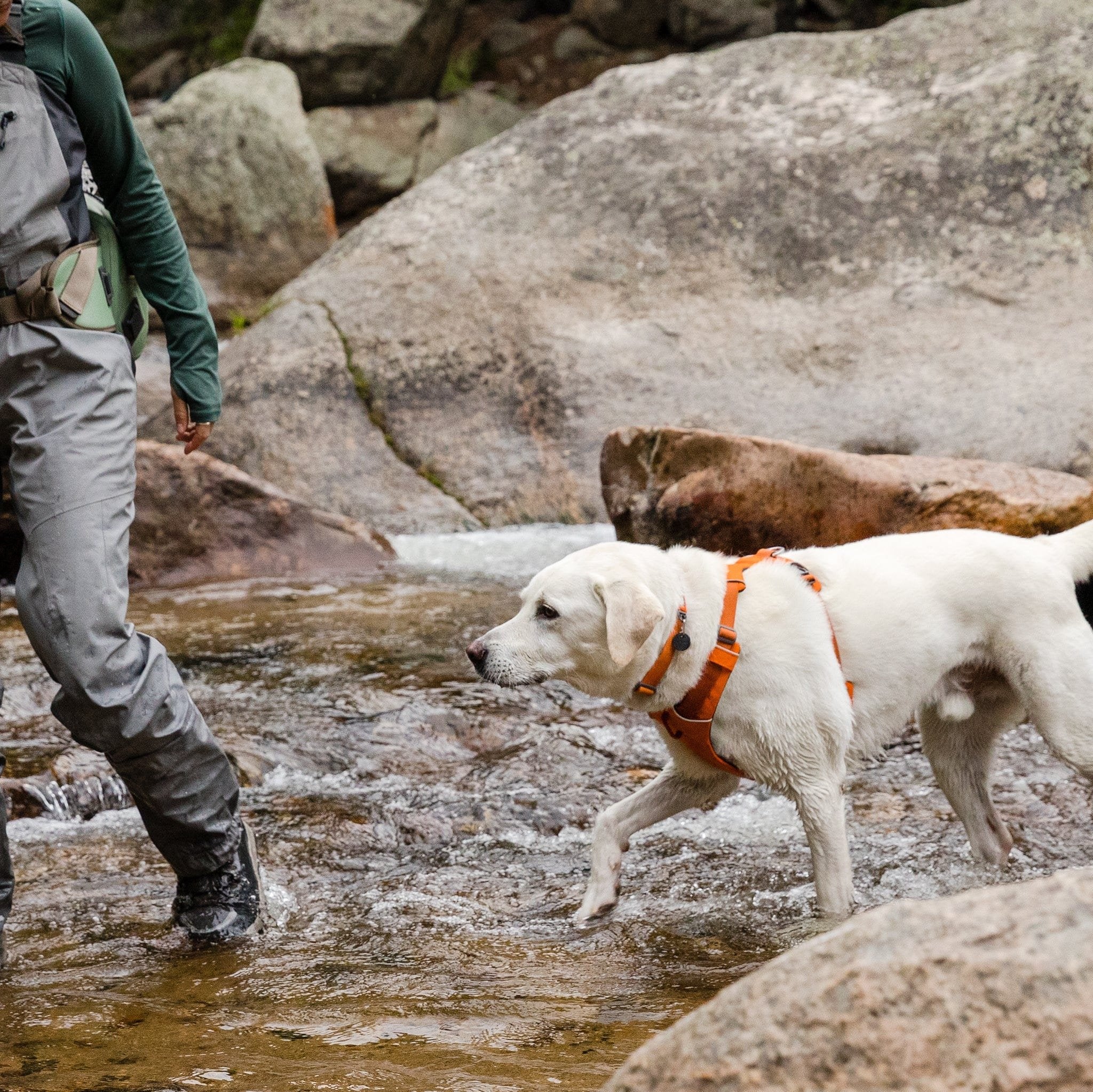 Ruffwear Front Range Harness – Adventure-Ready in Campfire Orange The Stately Hound