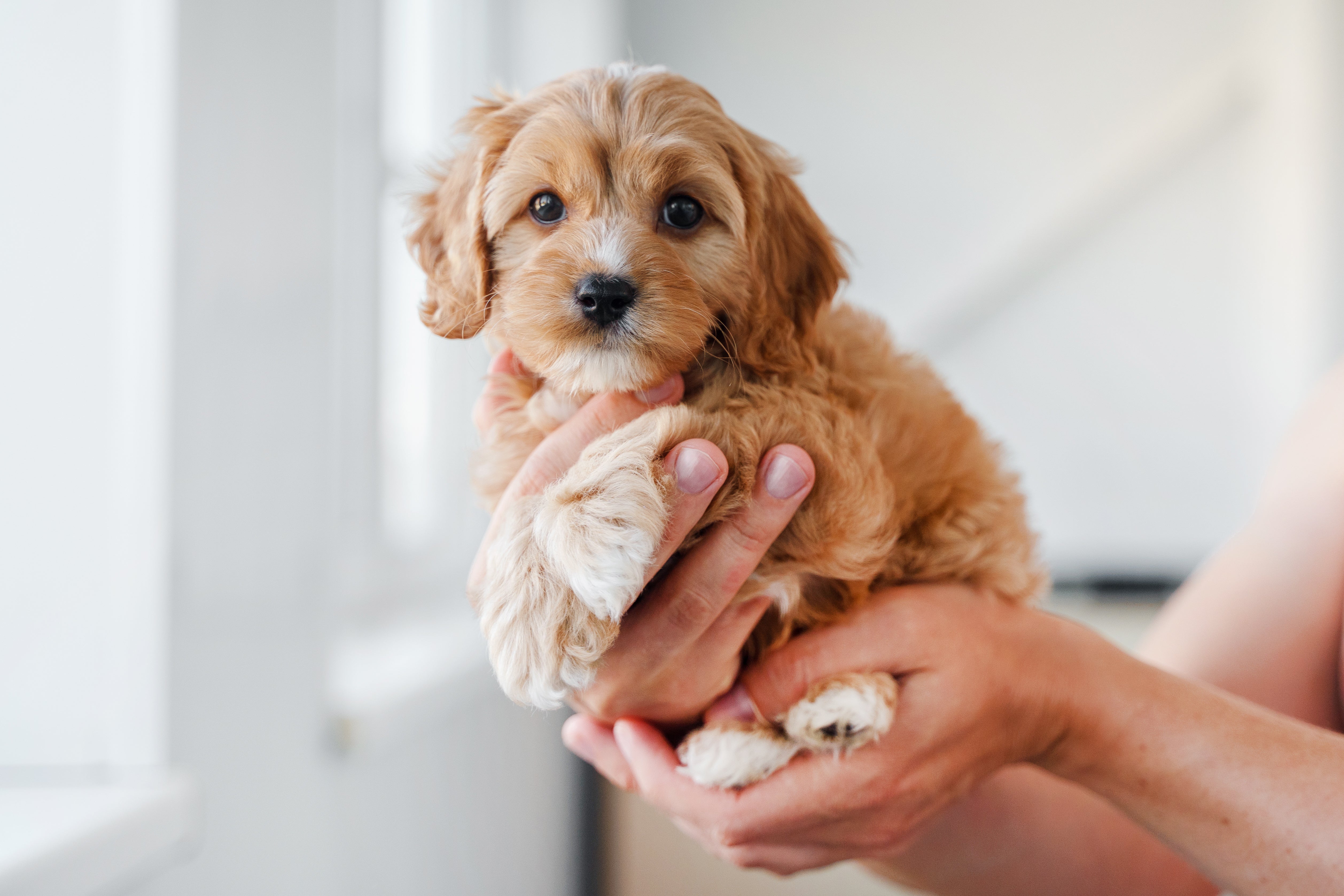 The Best Treats for Puppies: What to Look For & How to Use Them