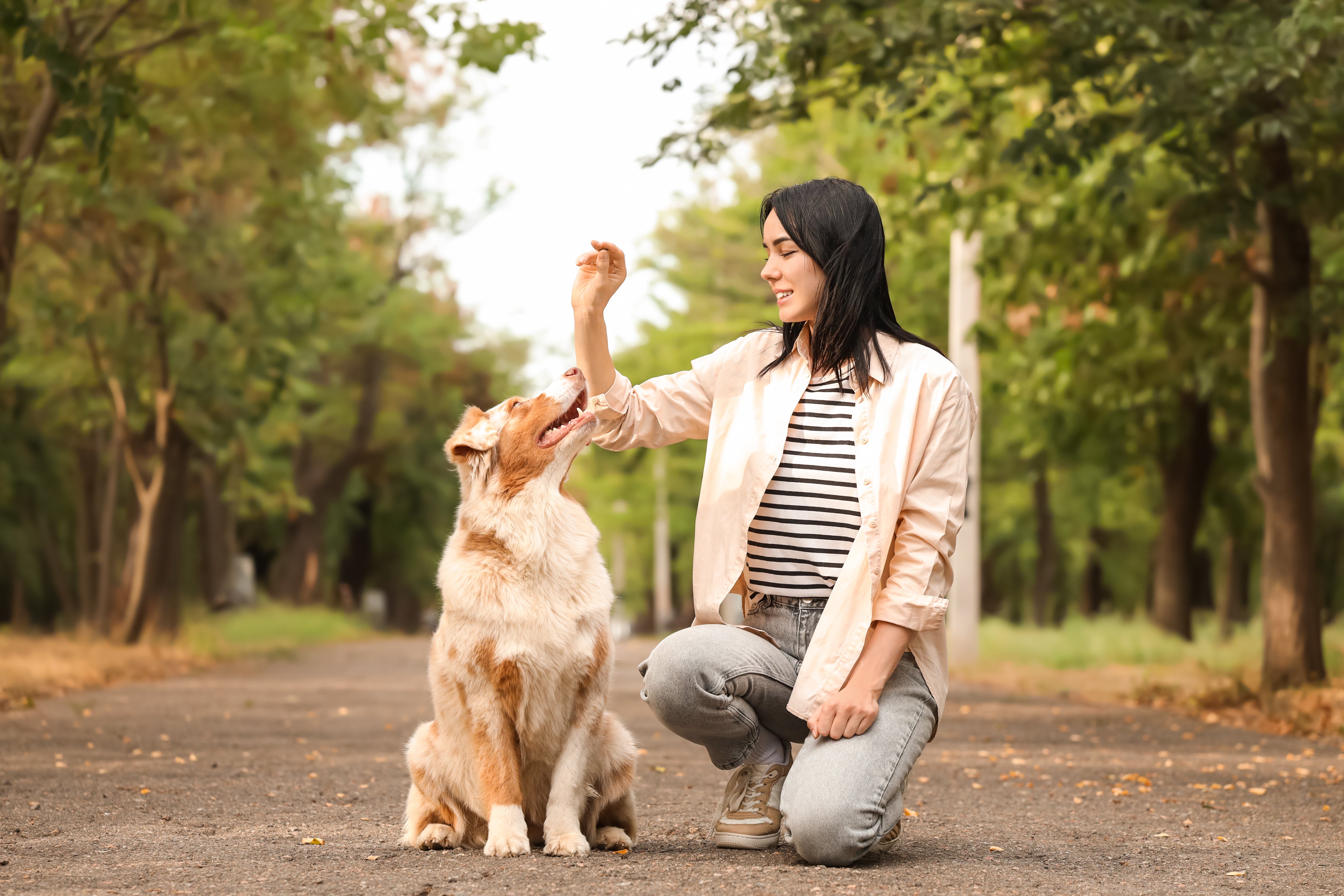 The Ultimate Guide to Training Your Dog with Treats – Tips, Techniques & Best Treats to Use