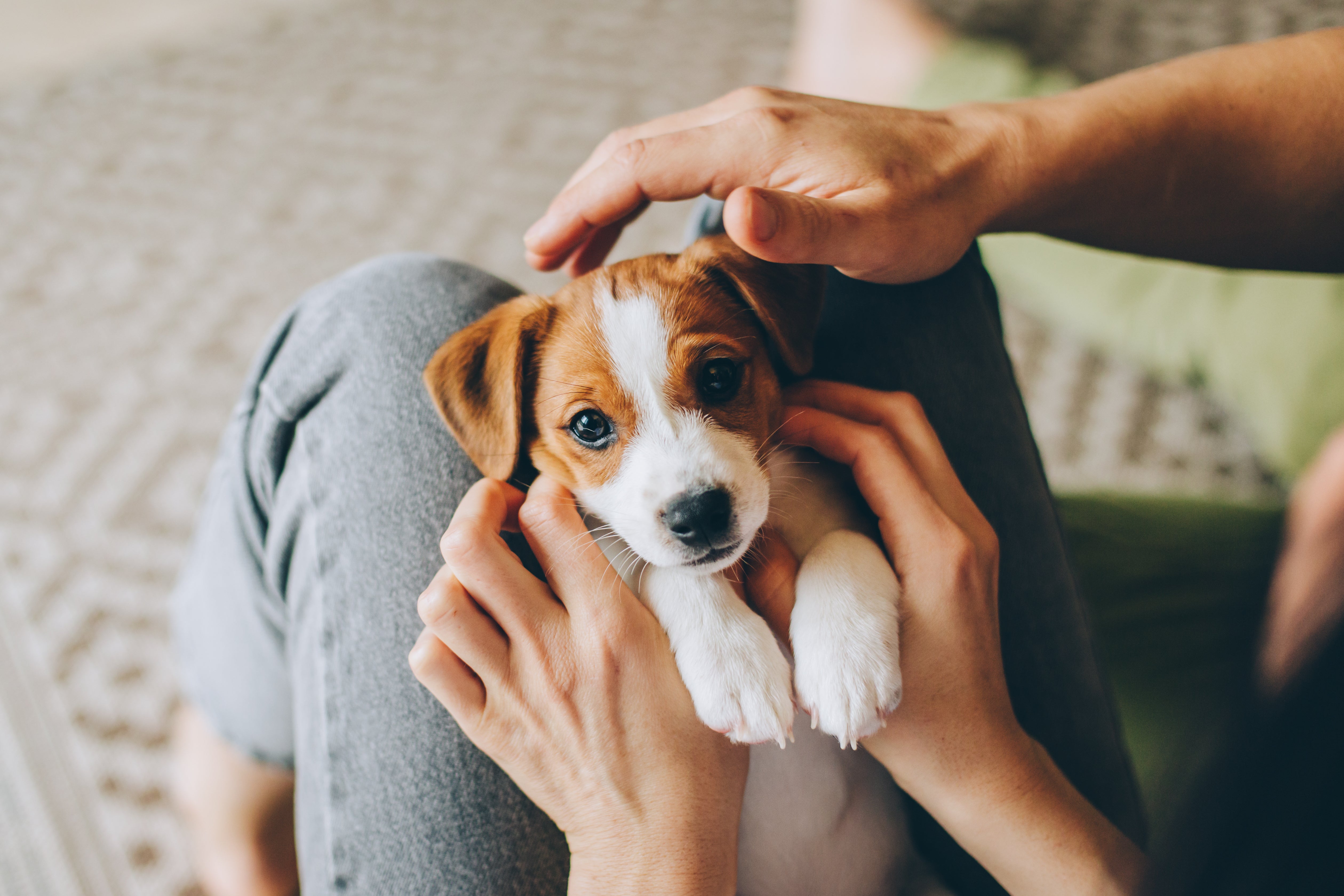 The Essential Guide for First-Time Dog Owners: Everything You Need to Get Started