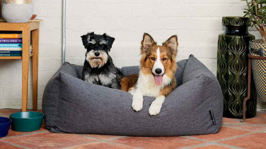 What Size Collar for My Dog? Collar Size Guide for UK Popular Breeds