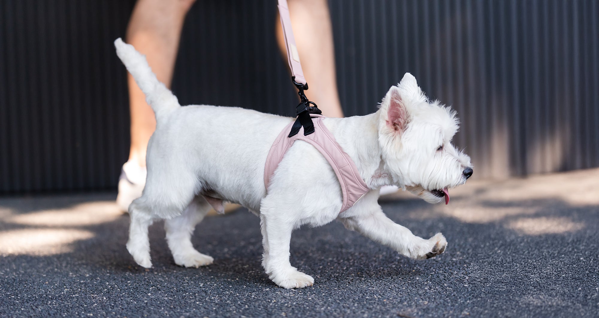 How to Choose the Perfect Dog Harness: Comfort, Style, and Safety