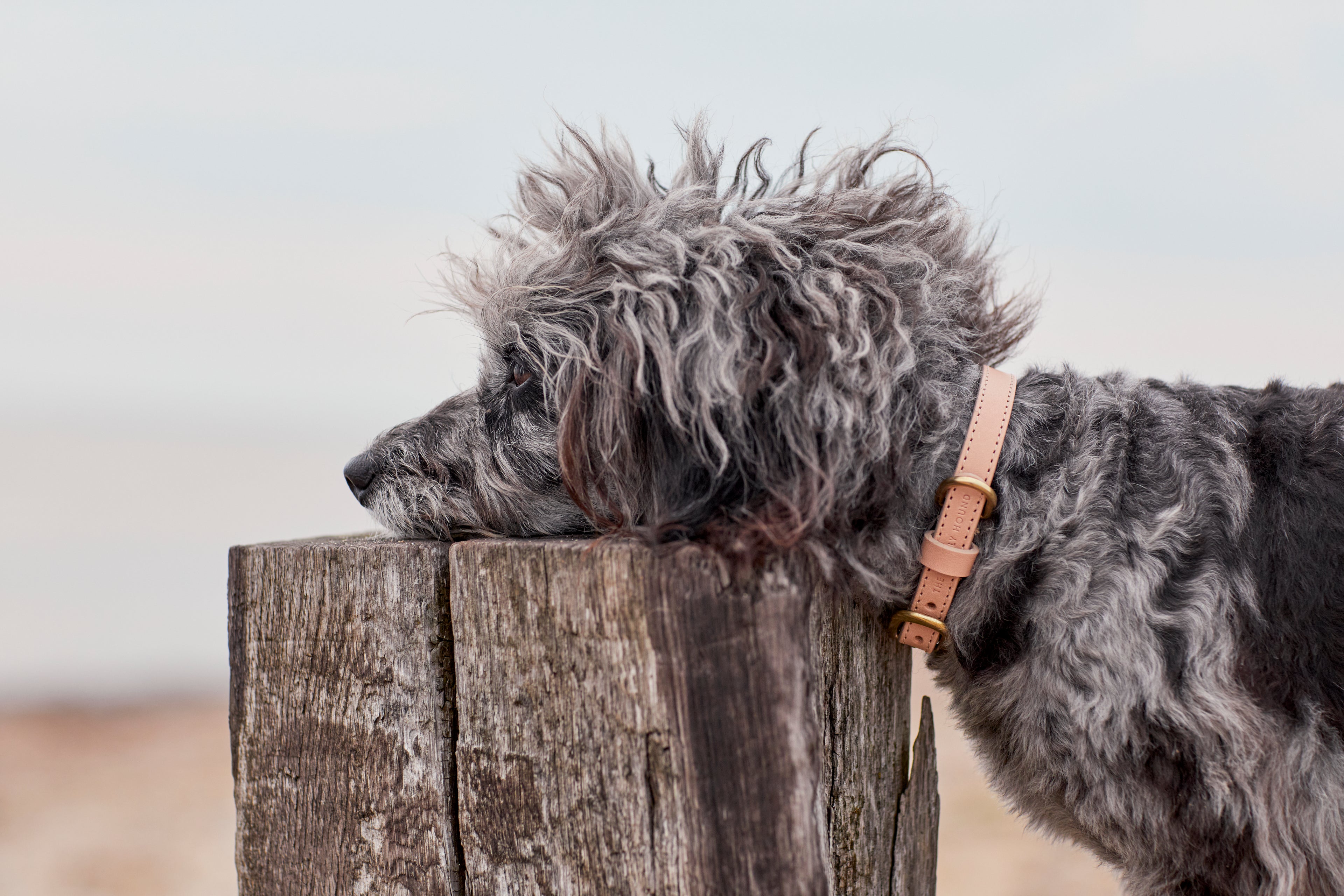 How to Measure Your Dog for a Collar?