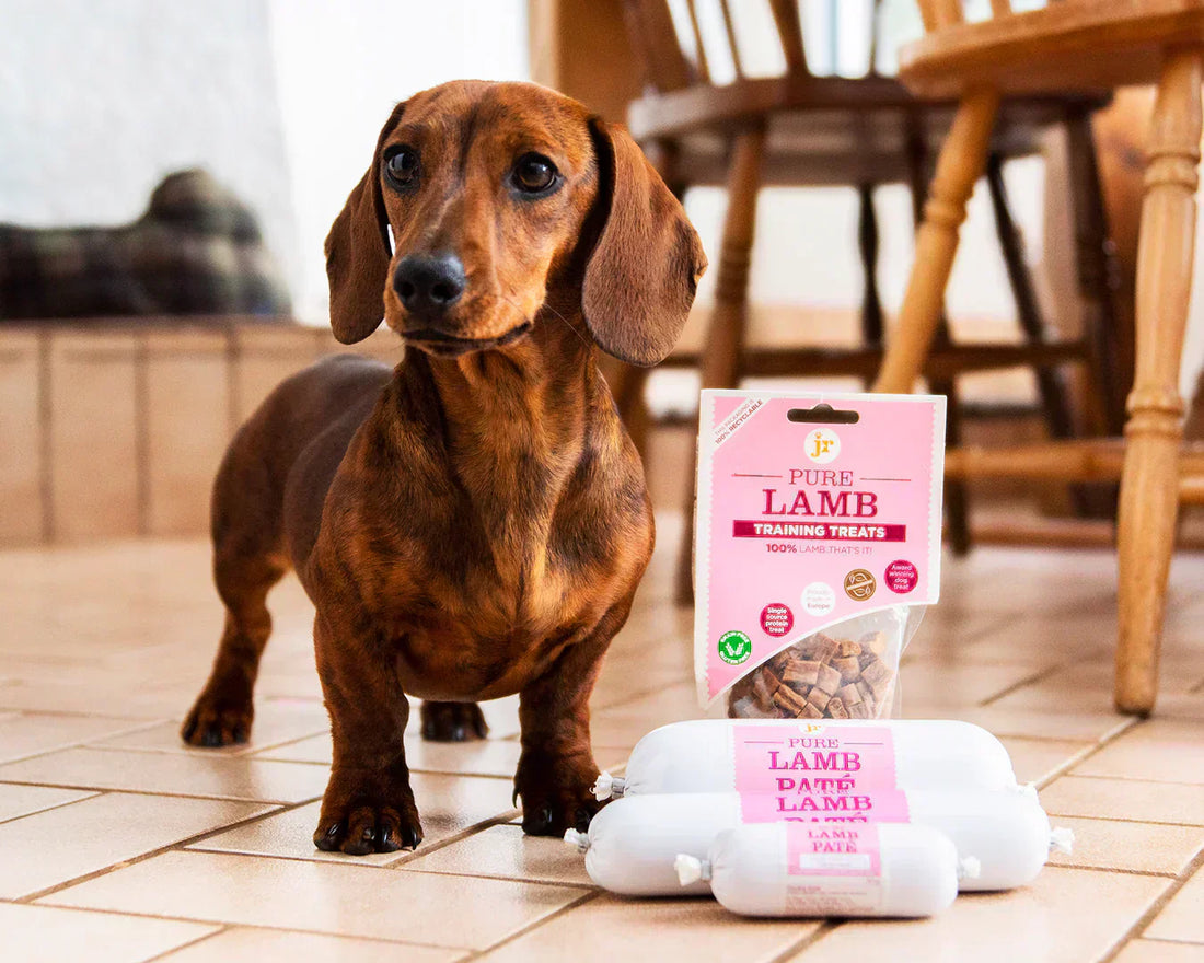 Discover JR Pet Products: 100% Natural Treats for Dogs