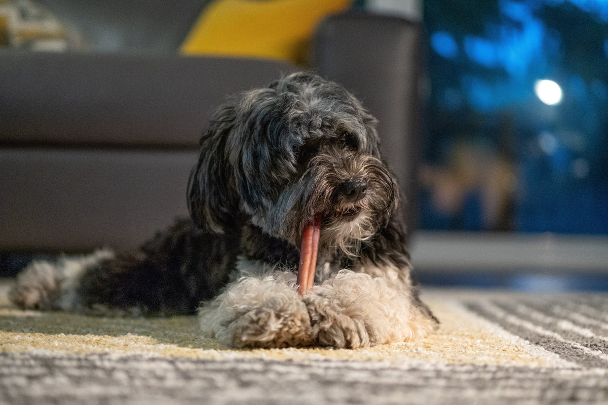 Natural Dental Chews for Dogs | Clean Teeth Naturally – The Stately Hound - Grain Free Natural Dog Dental Chews For Tooth Wear