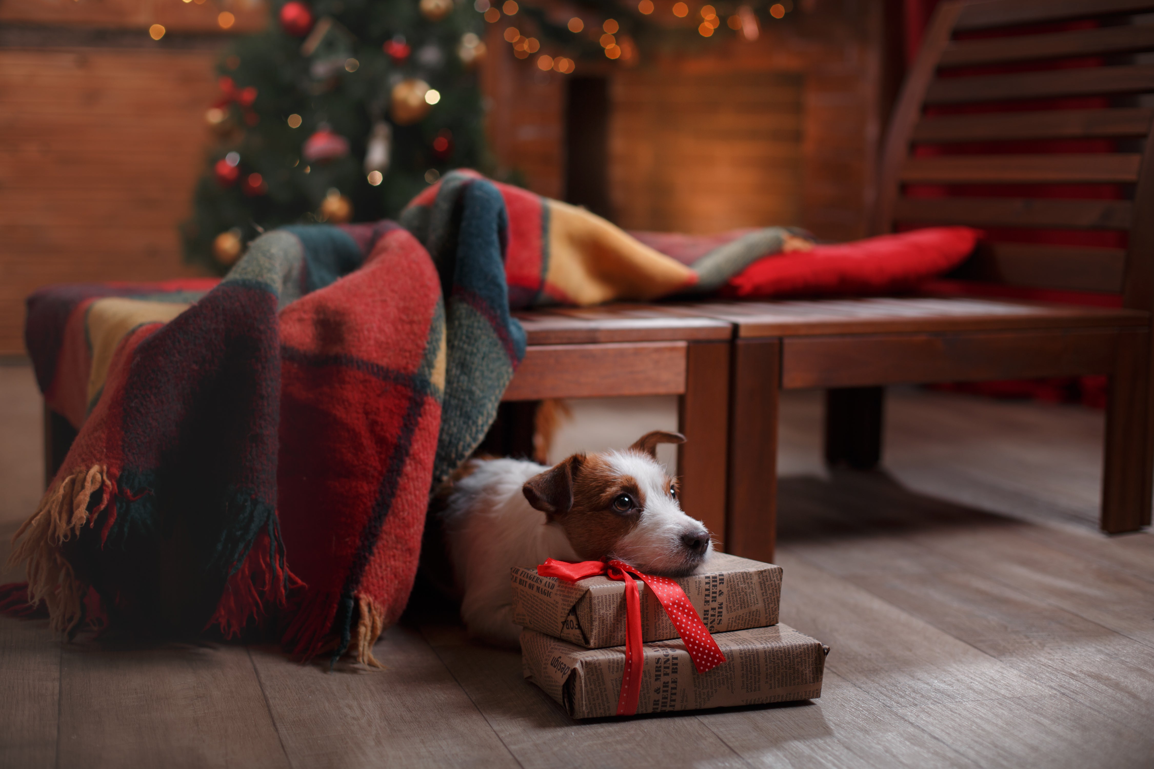 Top Christmas Gifts for Dogs: Unique Ideas to Spoil Your Pup This Holiday Season