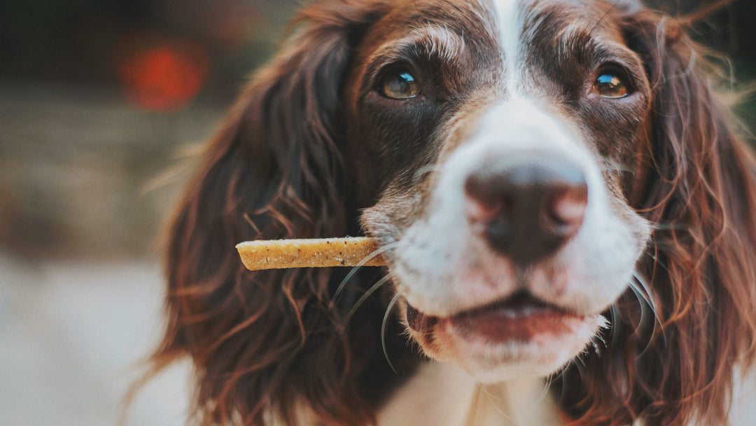 Best Natural Dog Treats: Healthy Snacks for Your Furry Friend