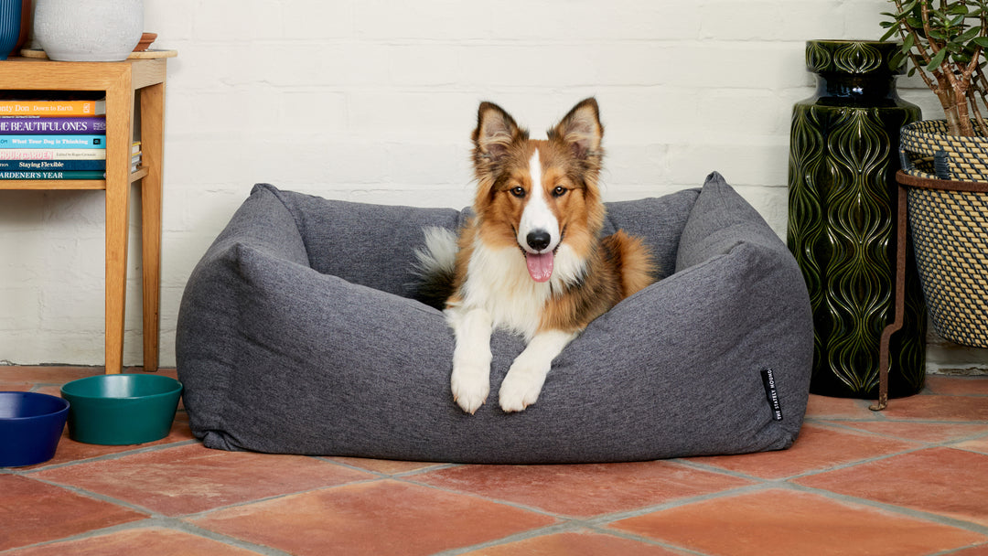 Dog Beds & Blankets