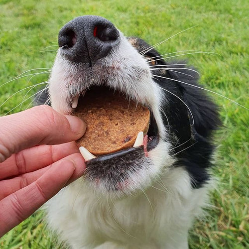 100% Pure Chicken Coins | Premium, High-Protein Treats for Dogs The Stately Hound