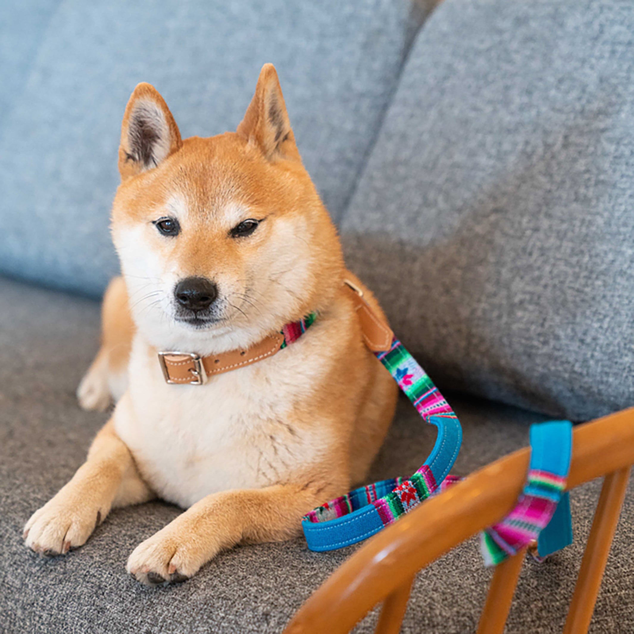  Pet Perfect Luxury Dog Collar Dog Gift - Italian Leather Designer  Dog Collar - Cute Dog Collar - Durable Dog Collar with Bow - Stylish and  Comfortable Dog Collars Small