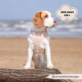 Cocopup Dog Harness, Collar, and Lead Bundle - Seashells The Stately Hound