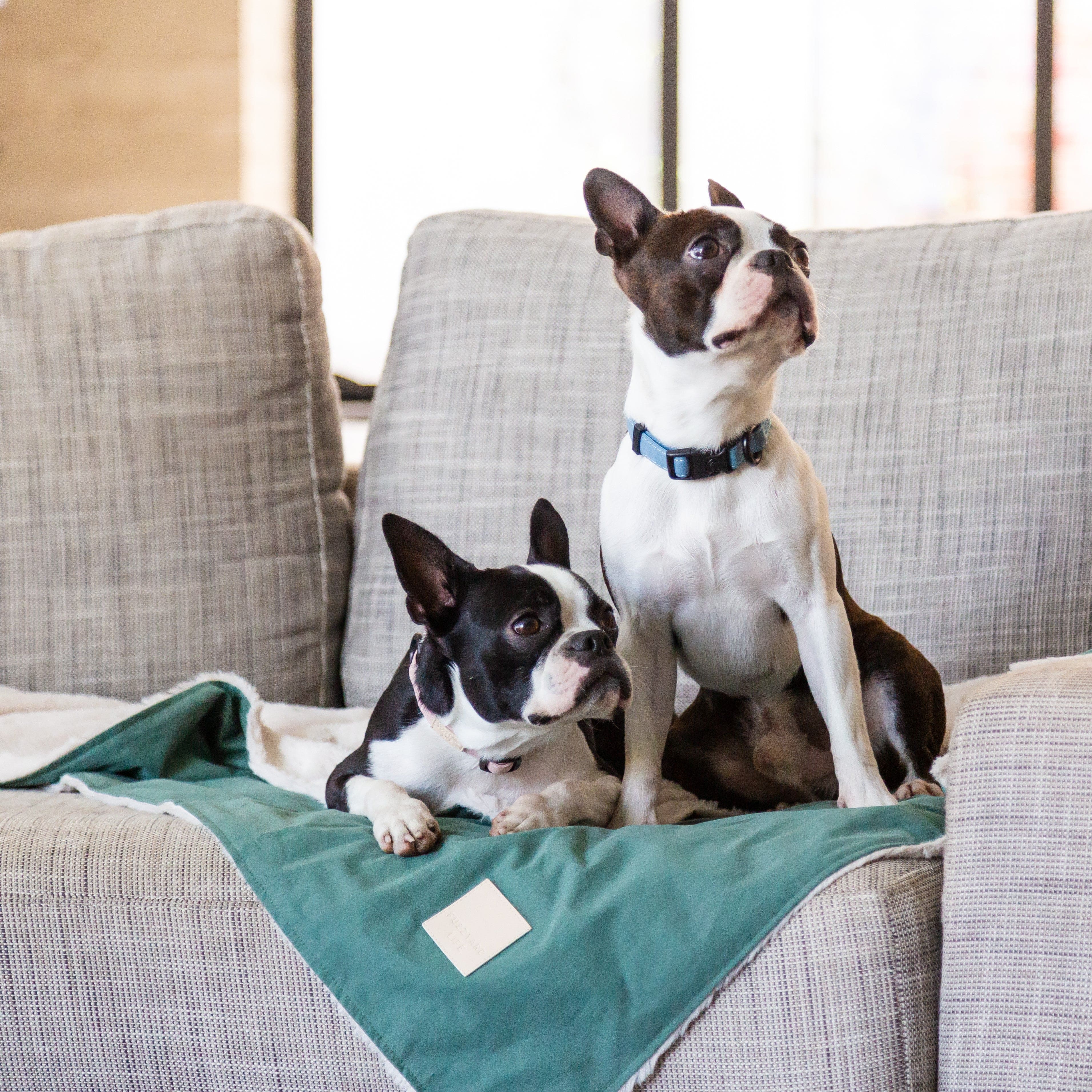 FuzzYard Comforter Reversible Dog Blanket in Myrtle Green The Stately Hound