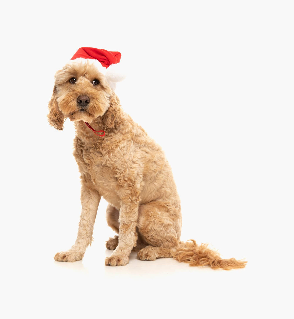 Christmas Santa Hat for Dogs with White Bobble and Rim The Stately Hound