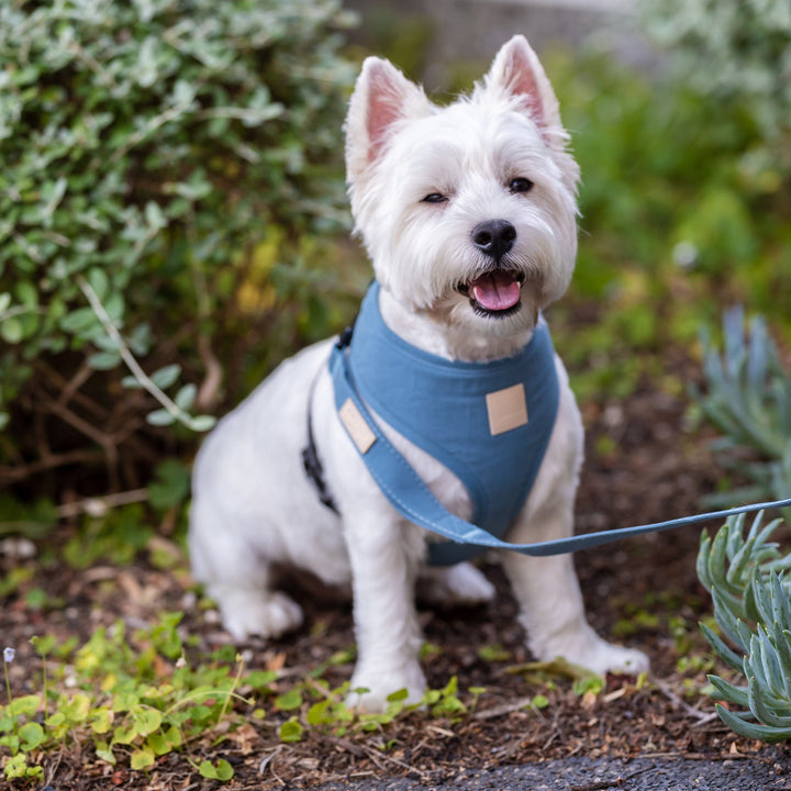 FuzzYard Life Step-In Dog Harness in French Blue