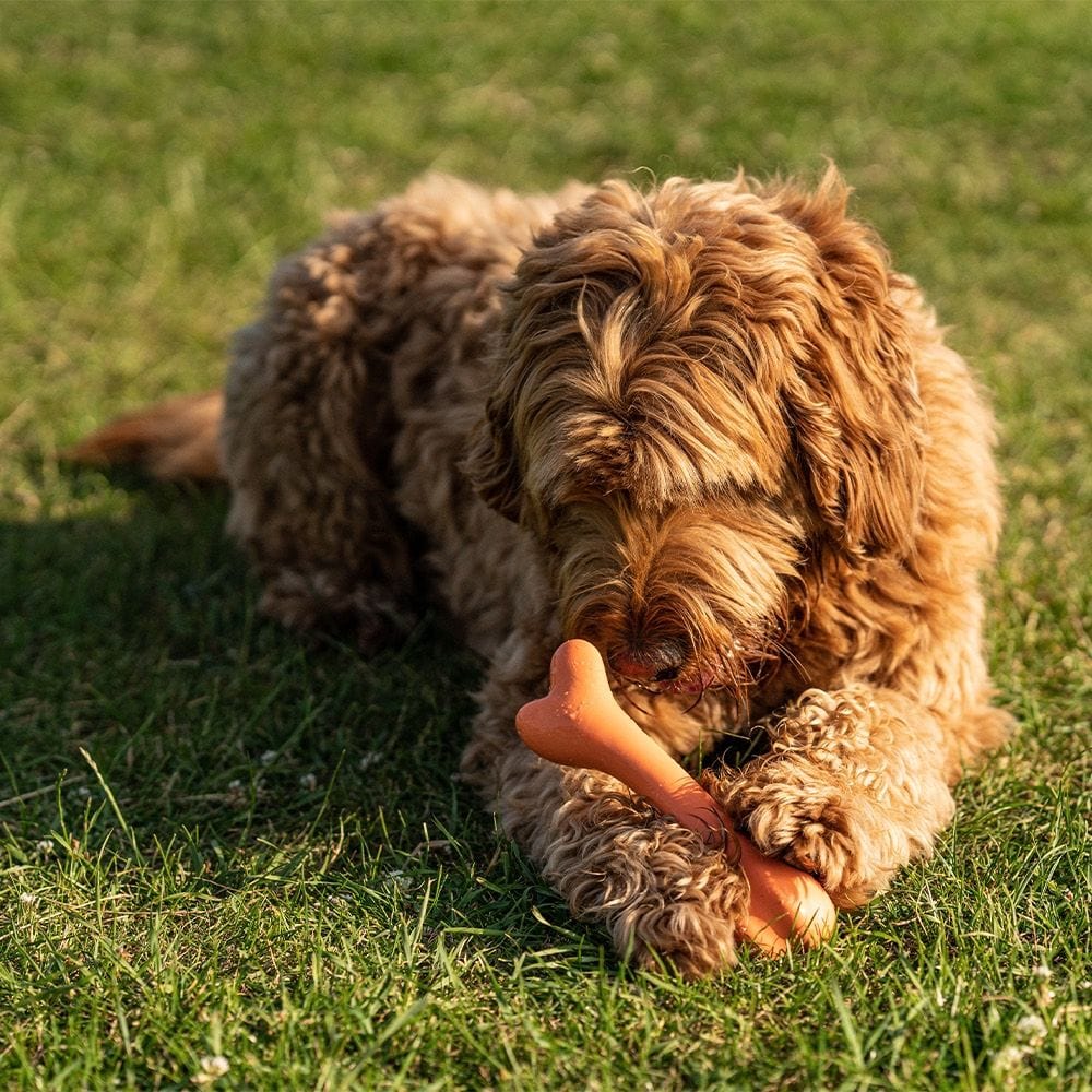 Natural Rubber Bone | Durable, Bouncy & Fun for Active Dogs The Stately Hound