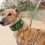 Greyhound Dog wearing a green collar with a floral leash held by a person outdoors.