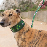 Greyhound Dog wearing a green collar with a floral leash held by a person outdoors.