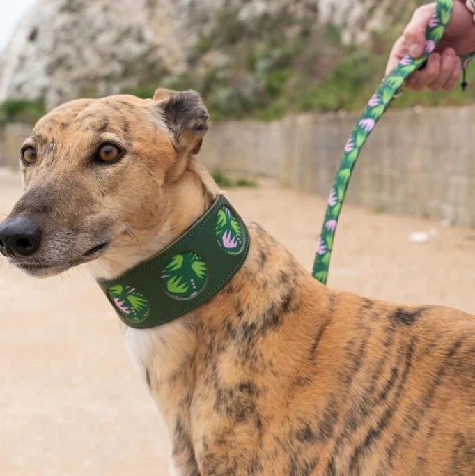 Greyhound Dog wearing a green collar with a floral leash held by a person outdoors.