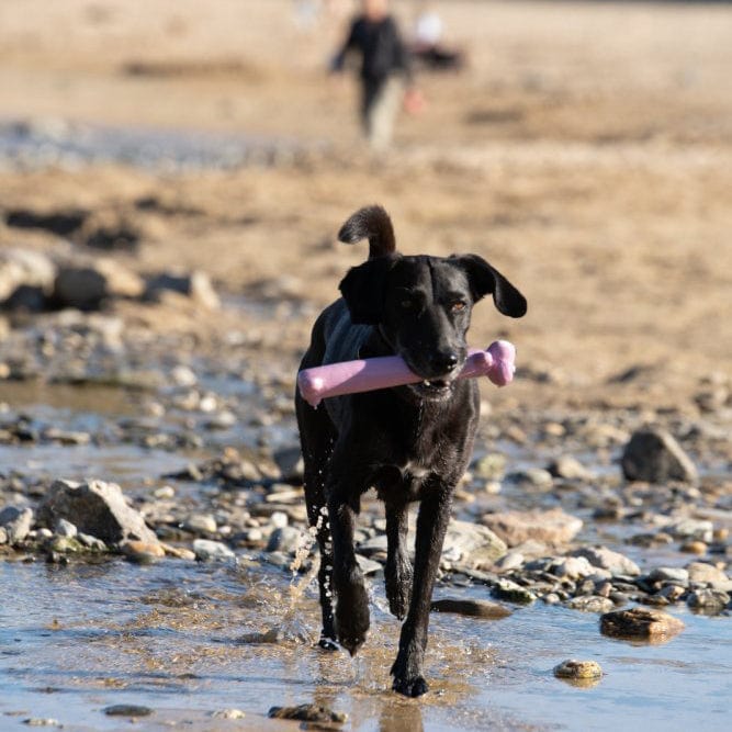 Latex Loofah Dog Toy: The Ultimate Fetch and Chew Toy for Hours of Fun The Stately Hound