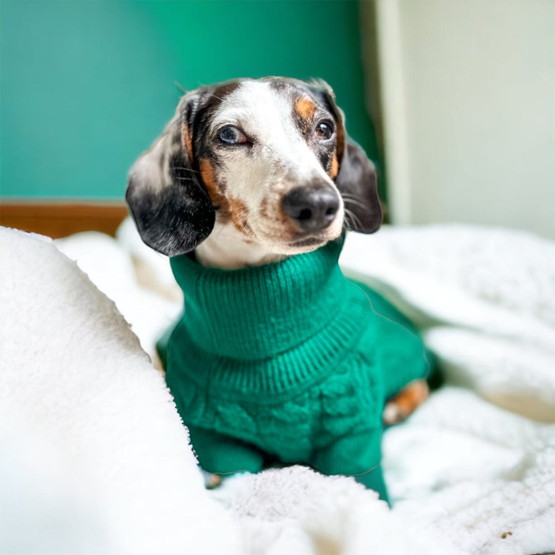 Fern Green Cable Knit Dog Jumper - The Rascal