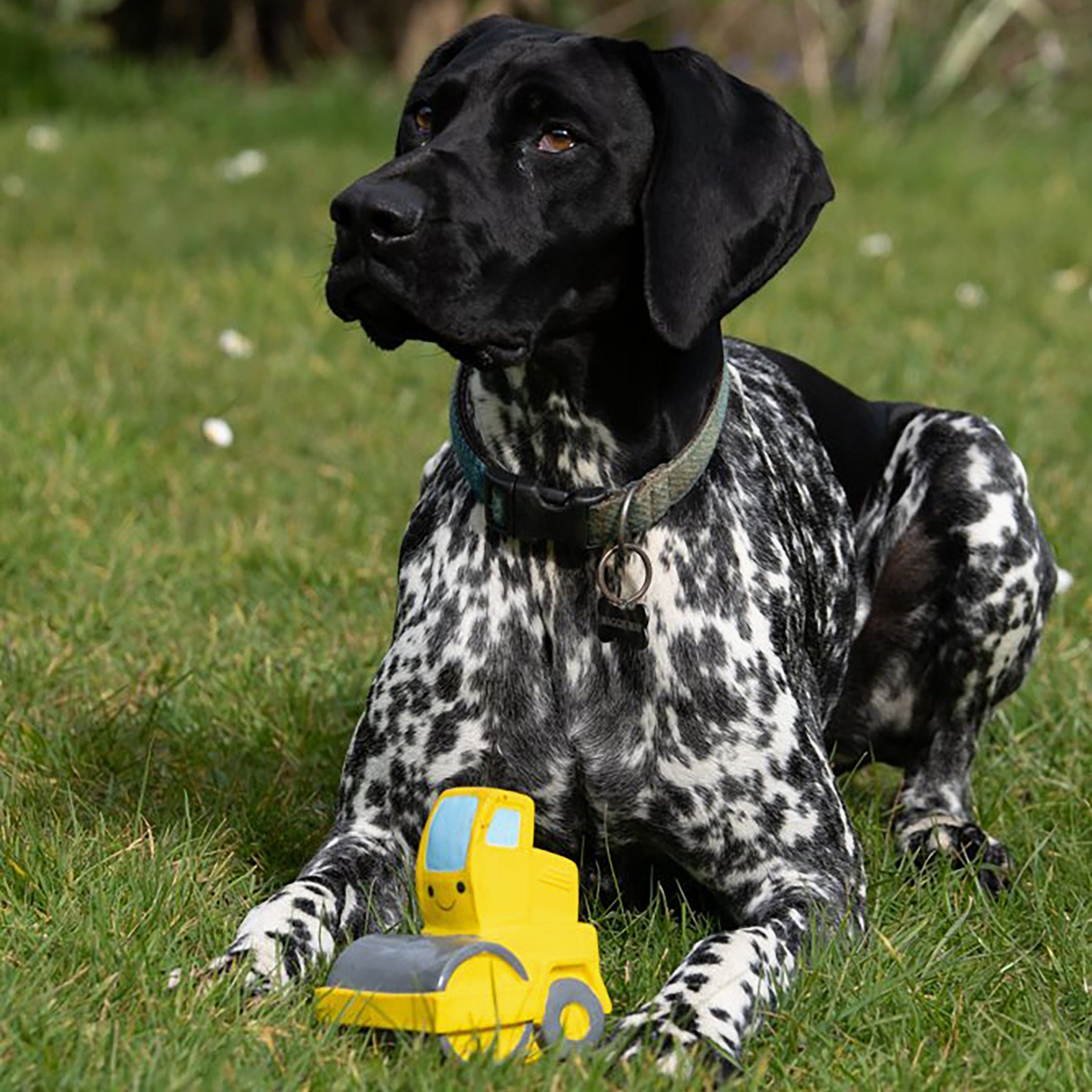 Rumble The Road Roller Latex Dog Toy | Gentle & Durable for Interactive Play The Stately Hound