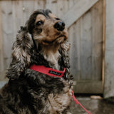 Handmade 100% Organic Hemp Dog Collar in Tulip Red The Stately Hound