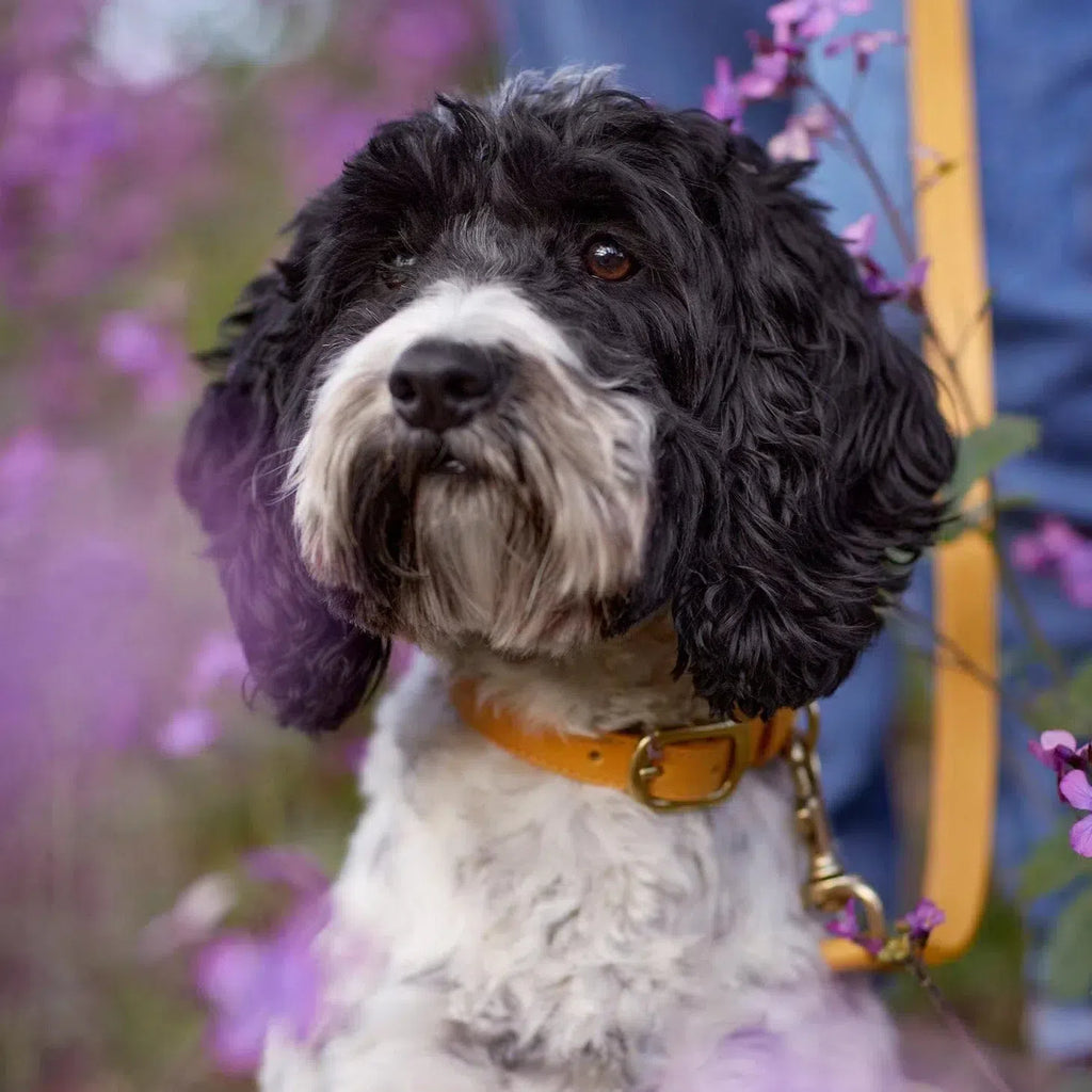 Amber Yellow Leather Dog Collar – Stylish & Soft
