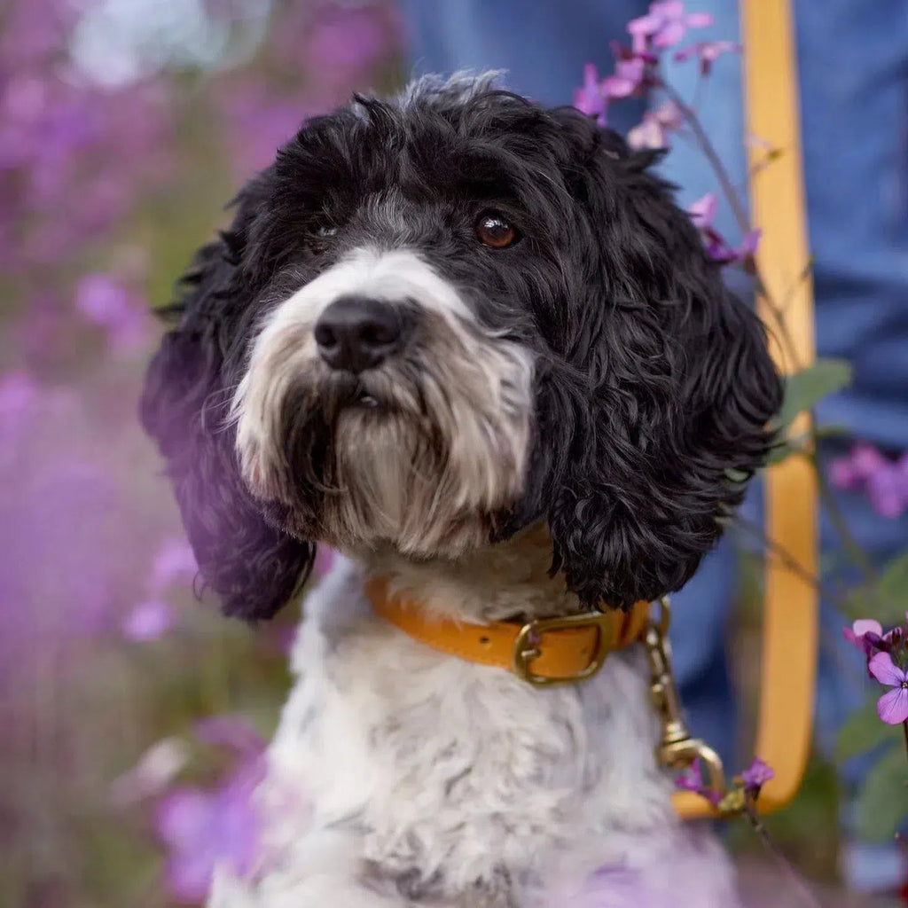 Amber Yellow Leather Dog Lead – Durable, Vibrant, and Stylish