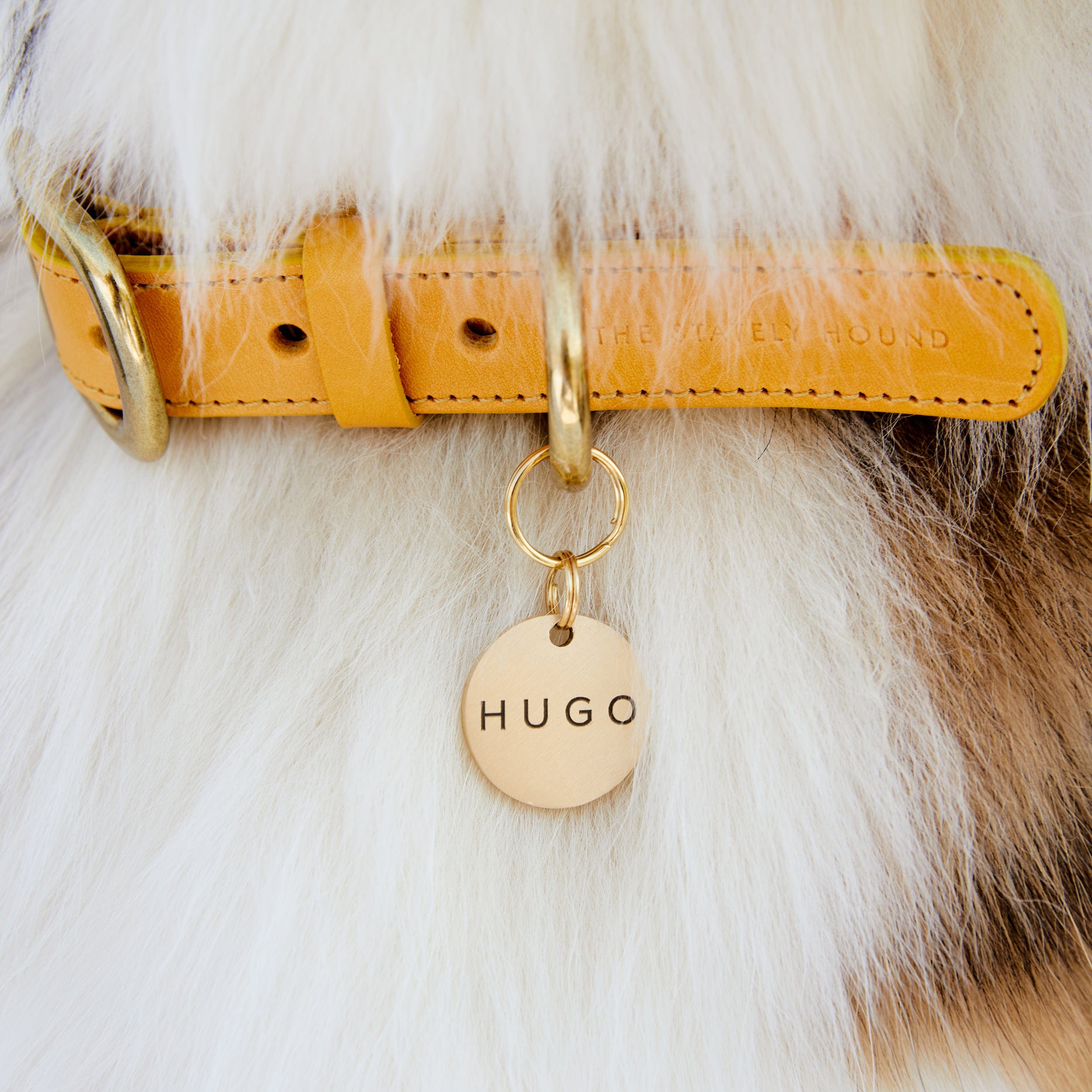 Custom Dog Tag in Gold Brass with Pet Name & Contact Info The Stately Hound