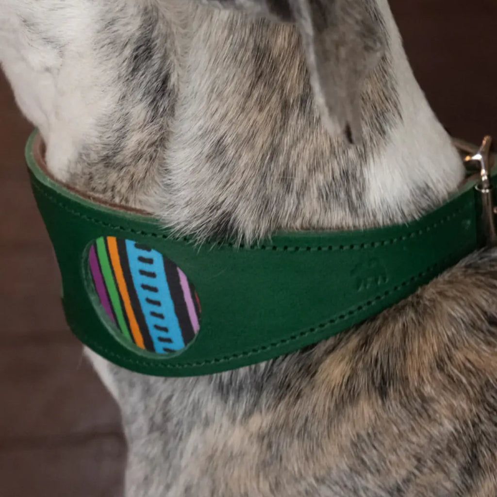 Rainbow Stripe Green Leather Whippet & Greyhound Collar - UK Made
