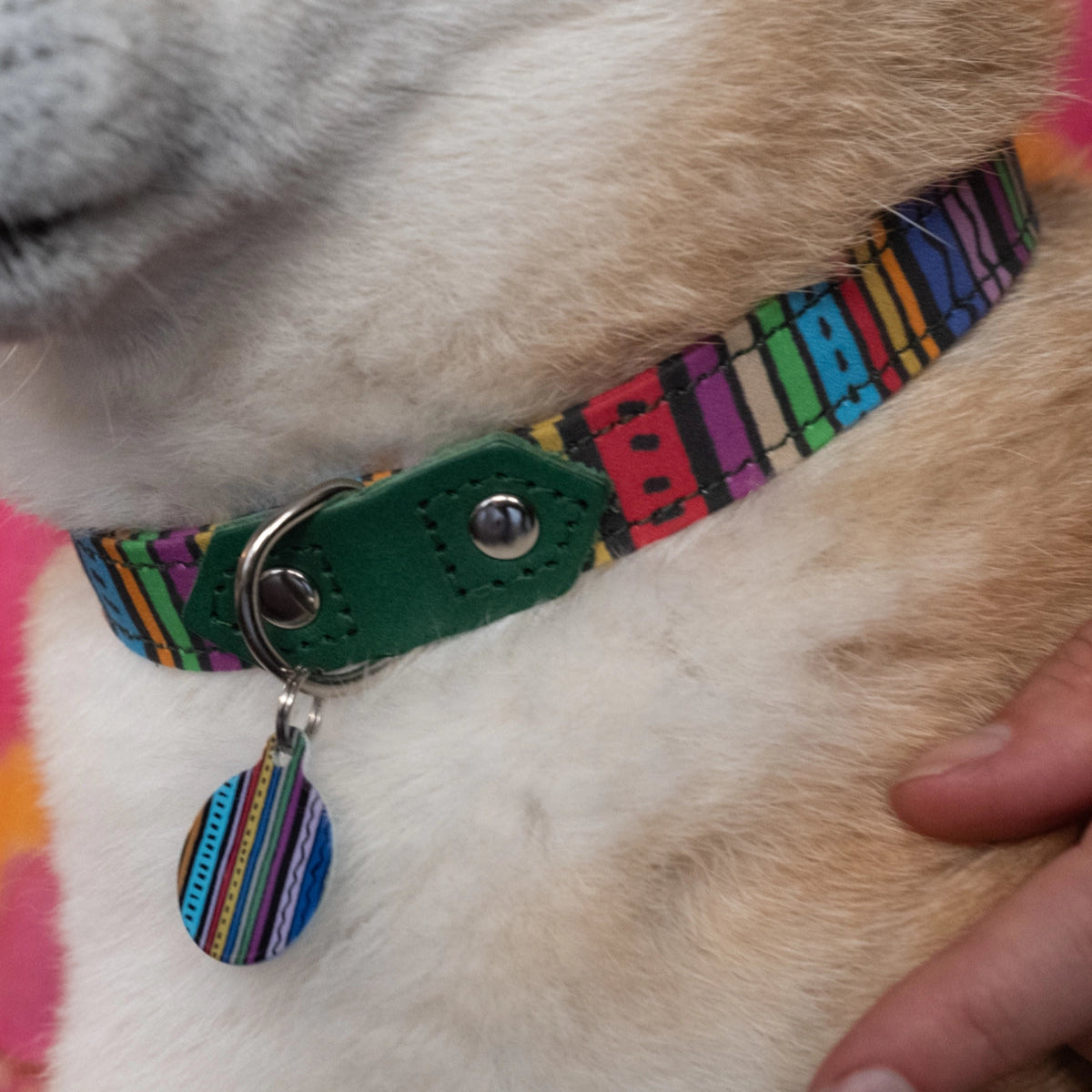 Hiro + Wolf Green Leather Dog Collar with Rainbow Stripes, Handmade & Adjustable