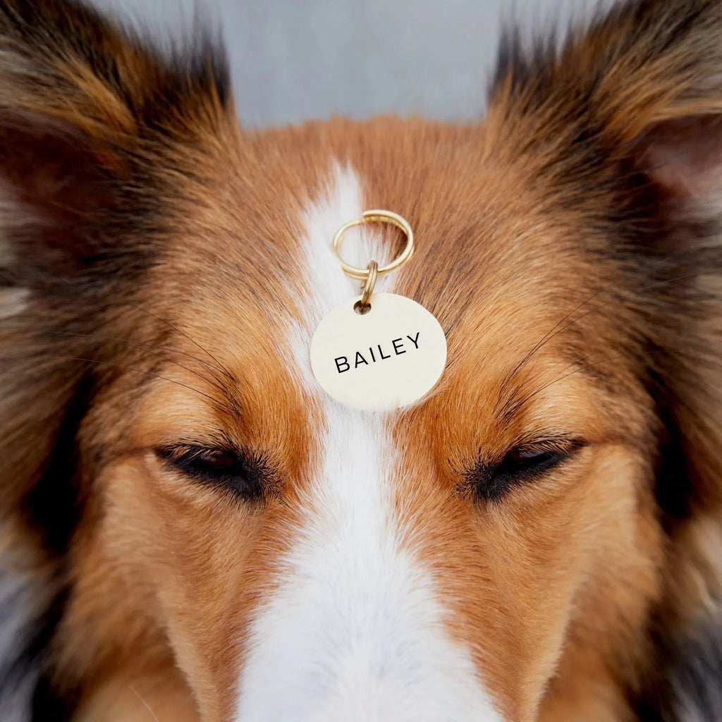 Luxury Emerald Green Leather Dog Collar – Soft & Durable