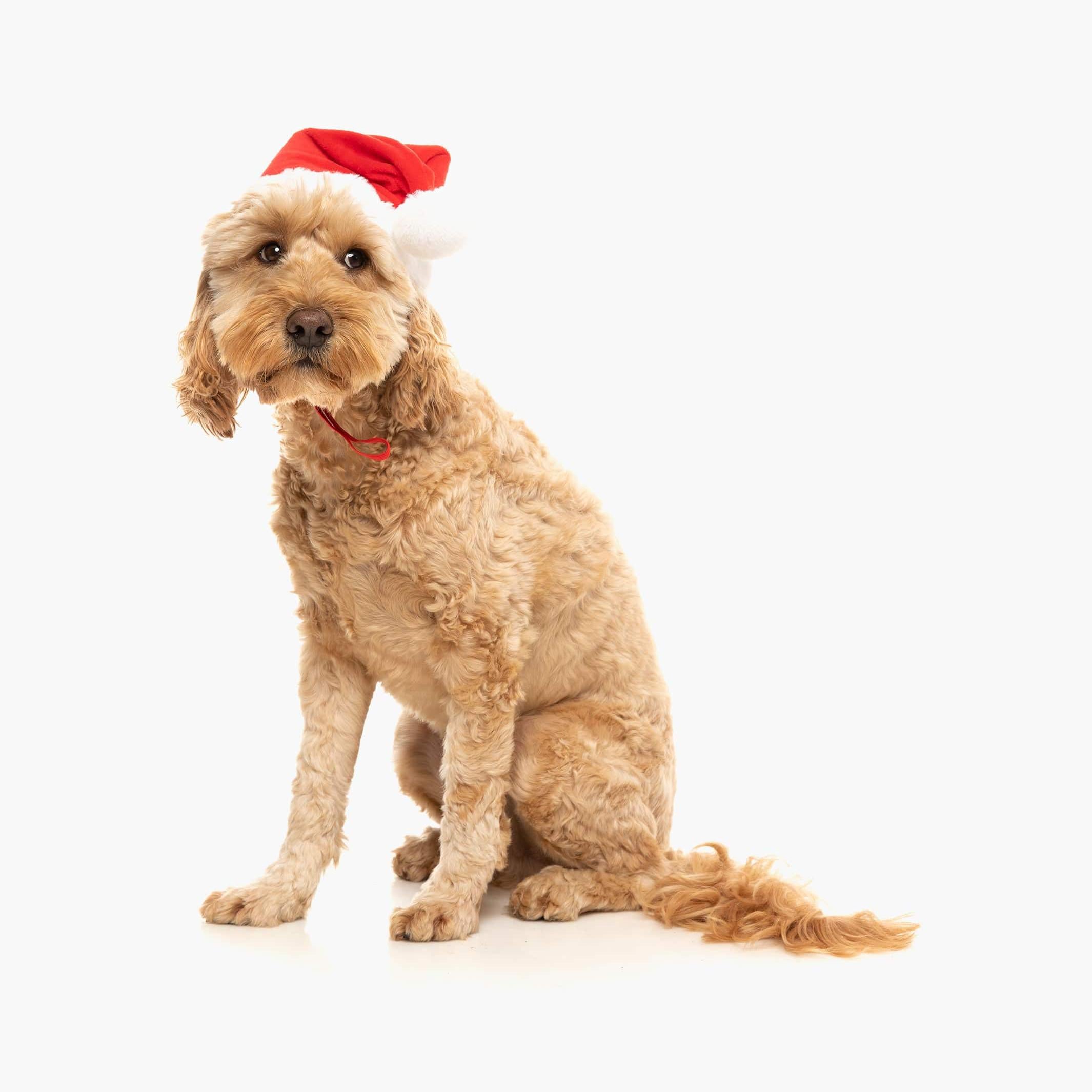 Christmas Santa Hat for Dogs | Festive & Comfortable Holiday Accessory The Stately Hound