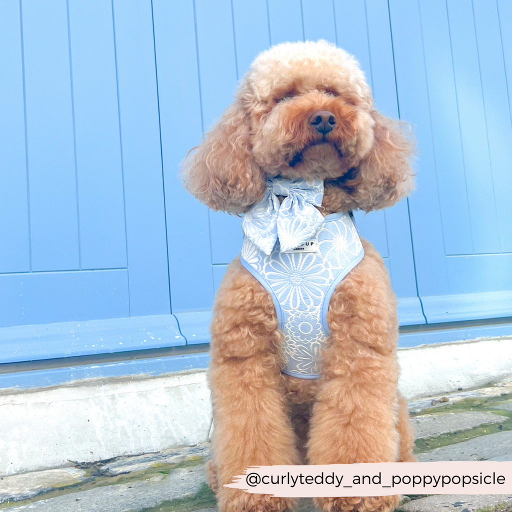 Cocopup Luxe Adjustable Dog Harness – Baby Blue Floral Design