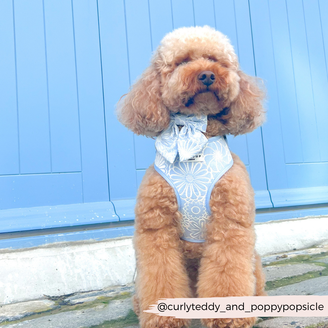 Cocopup Luxe Adjustable Dog Harness – Baby Blue Floral Design