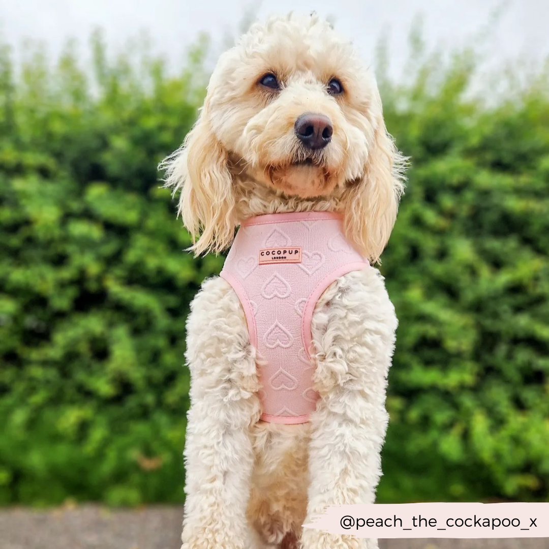 Cocopup Luxe Adjustable Neck Harness – Baby Pink Heart for Small & Medium Dogs The Stately Hound