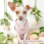 Cocopup Luxe Adjustable Neck Harness – Baby Pink Heart for Small & Medium Dogs The Stately Hound