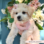 Cocopup Luxe Adjustable Neck Harness – Baby Pink Heart for Small & Medium Dogs The Stately Hound